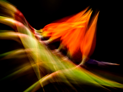 677d19a6c26f5 Moving Paradise 1