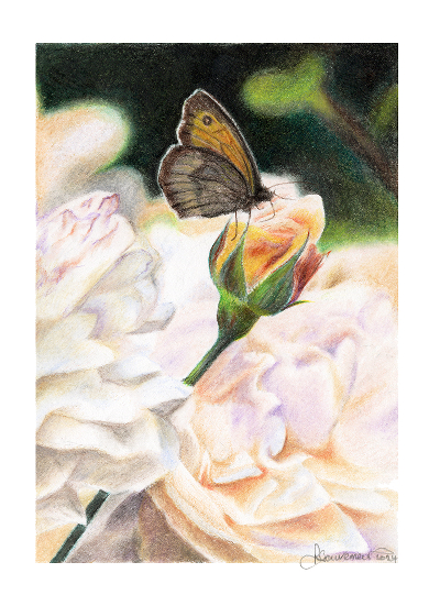 67b4c99a86483-Meadow_Brown image 67b4c99a86483 Meadow Brown