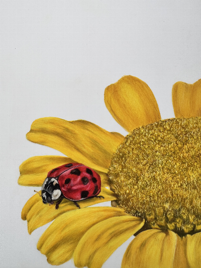 Lydia%20C-2 image Lydia C 2